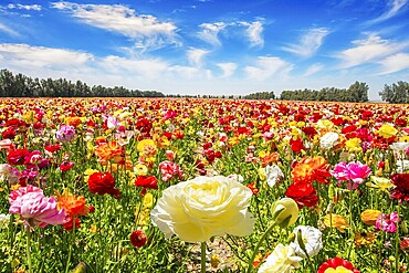 The multicolored garden buttercups in a kibbutz field with a magnificent carpet. Walk in the world of flowers. Windy cloudy day. Israel