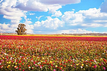 Large multicolored buttercups - ranunculus bloom in fields in southern Israel. Huge floral carpet of fresh flowers. The magnificent nature of Israel