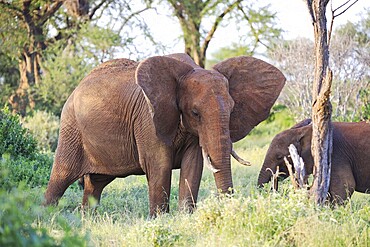 Elephants with red skin because of dust in Tsavo East National Park, Kenya, Africa