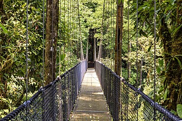 Bridge in the jungle in Central America