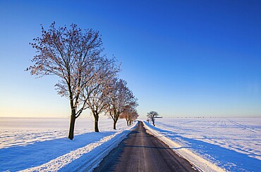 Empty road through snow-covered field after a blizzard at sunrise. Clear sky, golden light. Idyllic rural scene