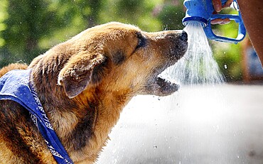 Dog drinks water from a spray gun