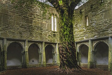 Twisted tree trunk in inner courtyard walls with arches of 15th century monastery Muckross Abbey in the Killarney National Park, Kerry, Ireland, Europe