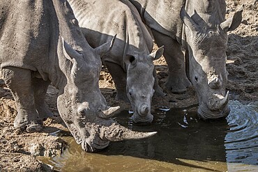 Three drinking White rhinos in the Kruger National Park, South Africa, Africa