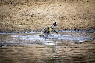 A Crocodile eating an Impala leg in the Kruger National Park, South Africa, Africa