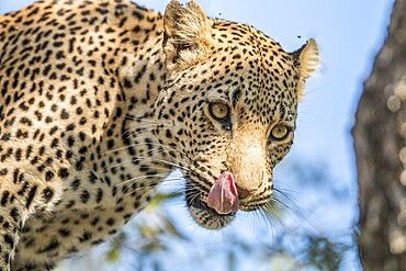 A Leopard licking himself in the Kruger National Park, South Africa, Africa