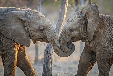 Elephants playing in the Kruger National Park, South Africa, Africa