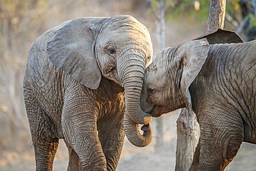 Two Elephants playing in the Kruger National Park, South Africa, Africa