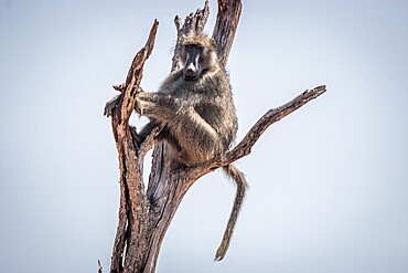 Chacma baboon sitting on a tree in the Kruger National Park, South Africa, Africa