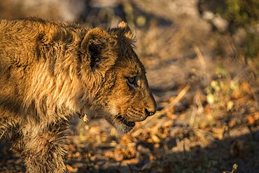 Side profile of a Lion cub in the Kruger National Park, South Africa, Africa