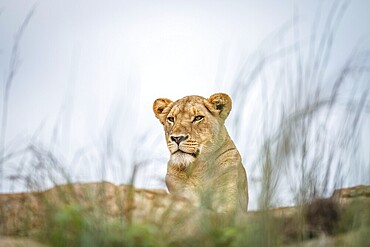 Young male Lion laying on the rocks in the Kruger National Park, South Africa, Africa