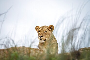 Young male Lion laying on the rocks in the Kruger National Park, South Africa, Africa