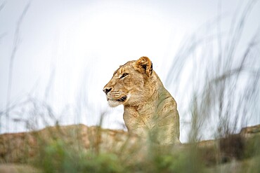 Young male Lion laying on the rocks in the Kruger National Park, South Africa, Africa