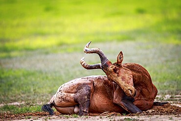 Red hartebeest playing in the mud in the Kgalagadi Transfrontier Park, South Africa, Africa