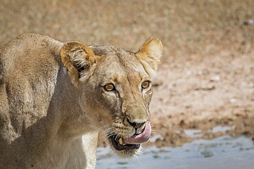 Lioness licking herself in the Kgalagadi Transfrontier Park, South Africa, Africa
