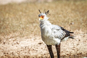 Secretary bird in the grass in the Kgalagadi Transfrontier Park, South Africa, Africa