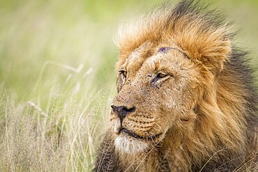 Male Lion in the high grass in the Central Khalahari, Botswana, Africa