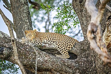Leopard laying in a tree in the Okavango delta, Botswana, Africa