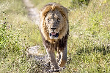 Big male Lion walking towards the camera in the Chobe National Park, Botswana, Africa