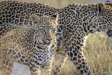 Young Leopard and mother walking in the Kruger National Park, South Africa, Africa