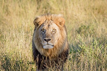 Male Lion in the high grass in the Chobe National Park, Botswana, Africa