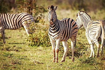 Group of Zebras standing in the grass in the Etosha National Park, Namibia, Africa