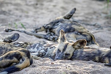 Pack of African wild dogs laying in the sand in the Kruger National Park, South Africa, Africa