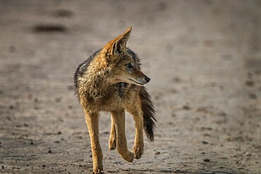 Black-backed jackals walking on the road in the Central Kalahari, Botswana, Africa