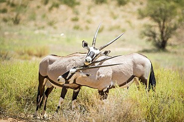 Two Oryx bonding in the Kalagadi Transfrontier Park, South Africa, Africa