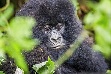 Close up of a baby Mountain gorilla in the Virunga National Park, Democratic Republic Of Congo