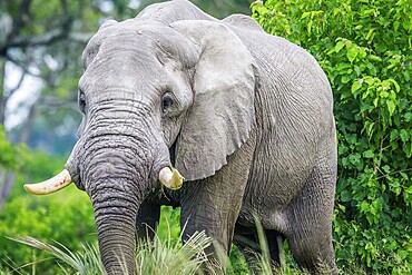 Elephant in the high grass in the Okavango delta, Botswana, Africa