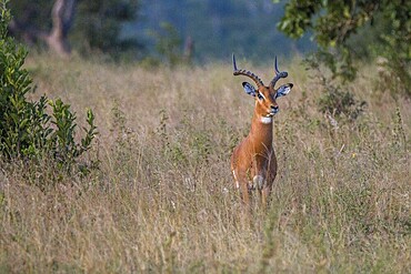 An Impala staring at the camera in the Sabi Sand Game Reserve, South Africa, Africa