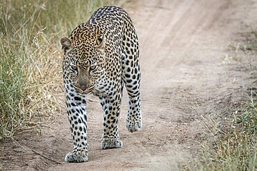 A Leopard walking towards the camera in the Sabi Sand Game Reserve, South Africa, Africa