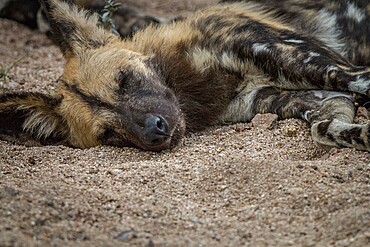 An African wild dog sleeping in the Sabi Sand Game Reserve, South Africa, Africa