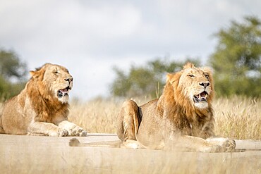 Two Lions resting on the road in the Sabi Sand Game Reserve, South Africa, Africa
