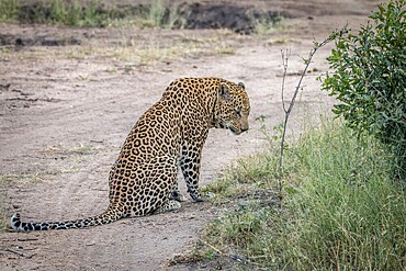 A male Leopard sitting on the road in the Sabi Sand Game Reserve, South Africa, Africa