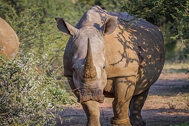 White rhino starring at the camera in South Africa