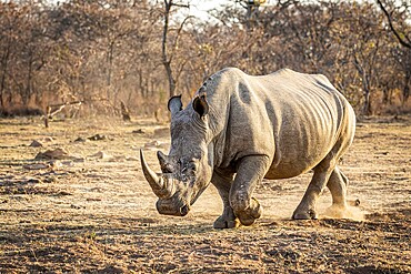 White rhino standing in the grass, South Africa, Africa