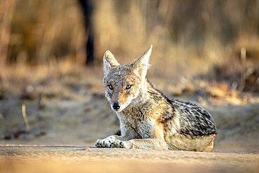 Black-backed jackal laying in the sand in the Welgevonden game reserve, South Africa, Africa