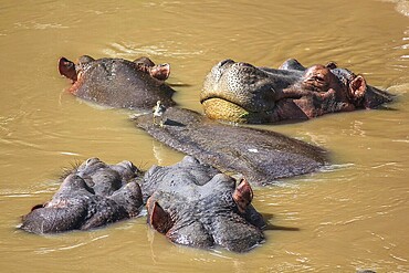 A group of hippopotamus in a river. Serengeti National Park, Tanzania, Africa