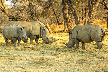 Family of white rhinos. Omaruru reserve, Namibia Africa