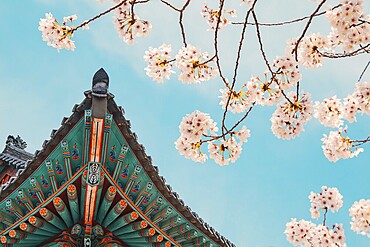 Korean traditional wooden eaves with cherry blossoms