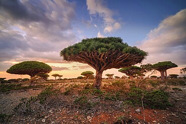 Endemic plants Dracaena cinnabari by the sea on a rock