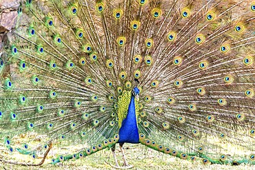 A beautiful male peacock showing off its colorful feathers