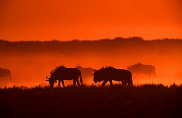 Blue wildebeests (Connochaetes taurinus), Etosha National Park, Namibia, Africa