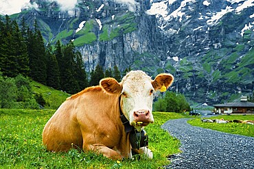 A cow laying on a green meadow with mountains and clouds in the background, Alpine cows, mountains, animal, cow, Switzerland, Europe