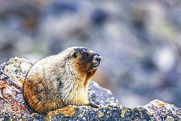 Hoary marmot (Marmota caligata) sitting on a rock, Banff National Park, Canadian rockies, Canada, North America