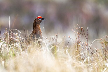 Male of Red Grouse, Lagopus scotica, bird on moors in Scotland