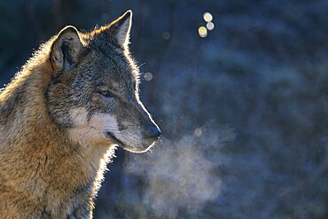 A wolf (Canis lupus) standing in the cold with visibly breathing vapour, Captive, Germany, Europe
