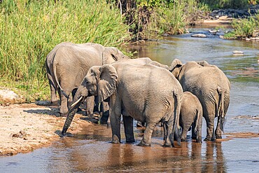 African elephant (Loxodonta africana), group drinking at the river, Kruger National Park, South Africa, Africa